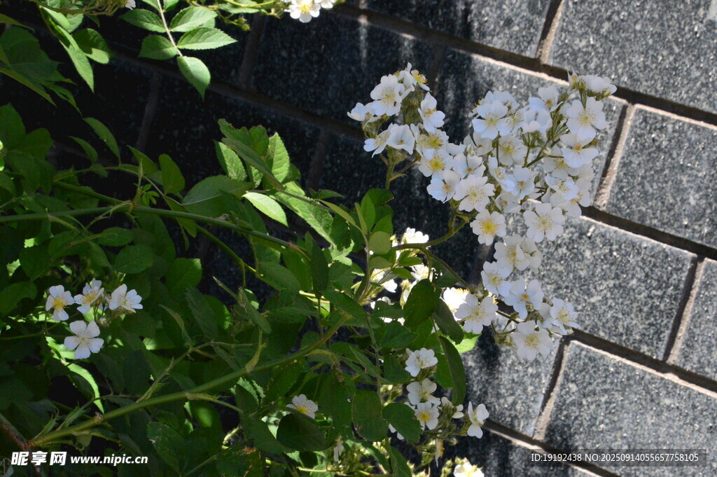 花园风景 