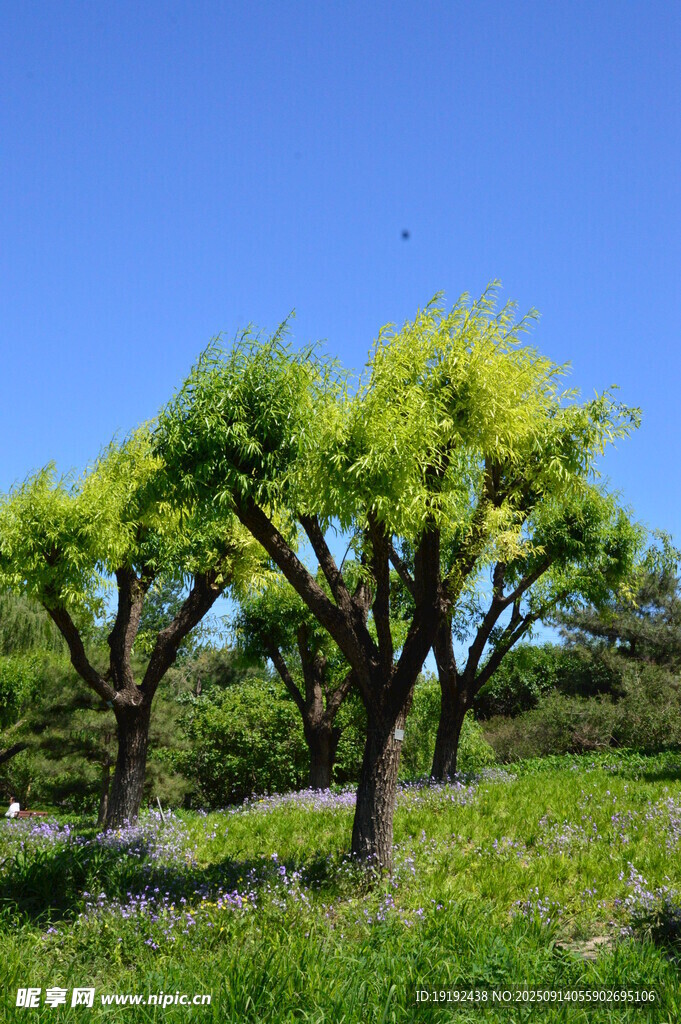 花园风景  