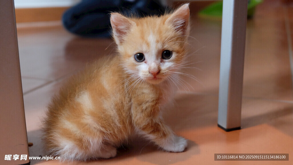 爱小猫