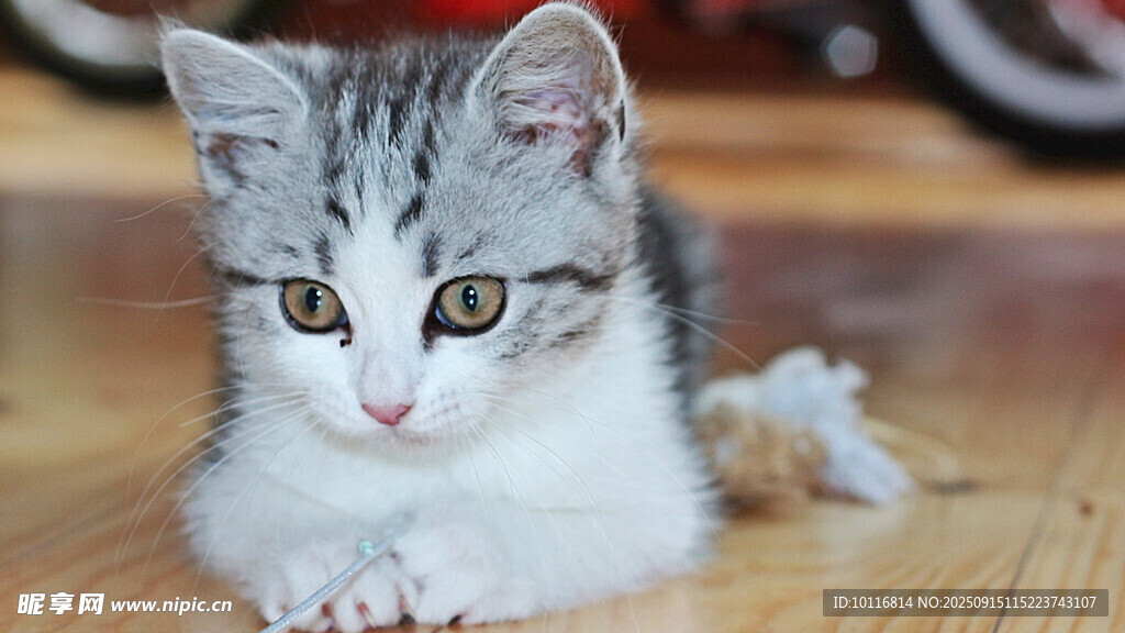 小猫咪