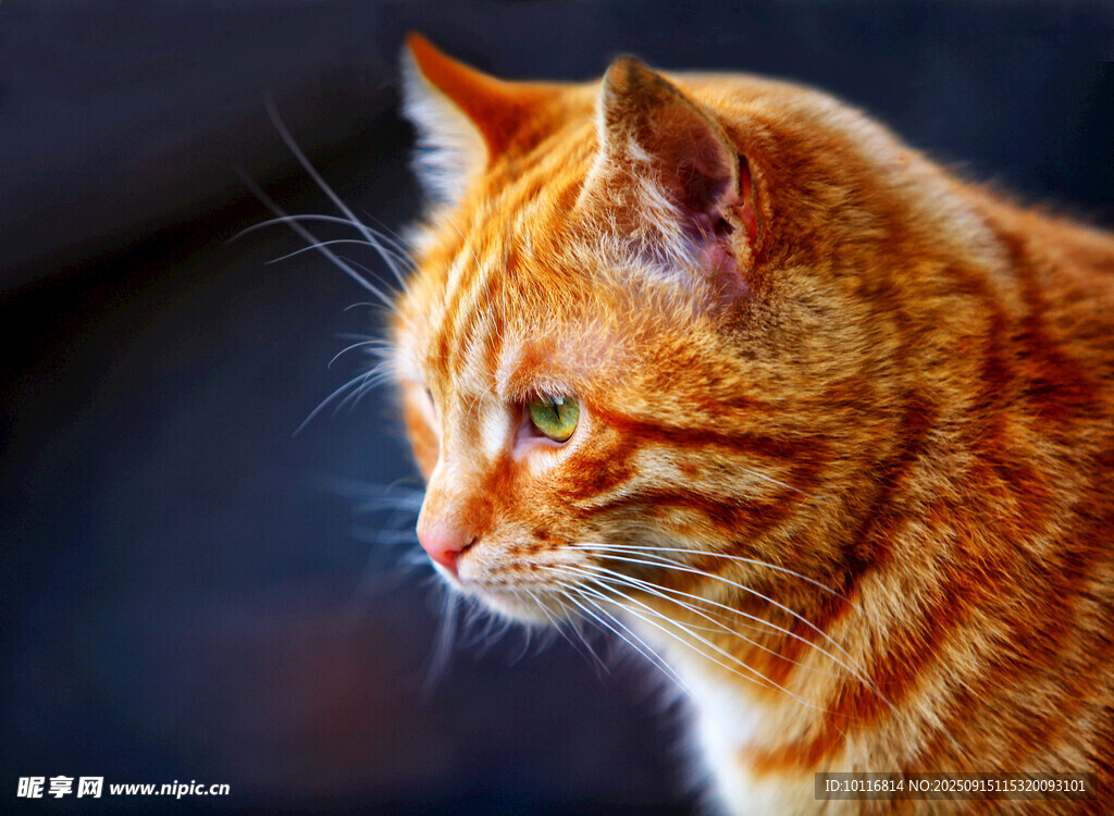 猫