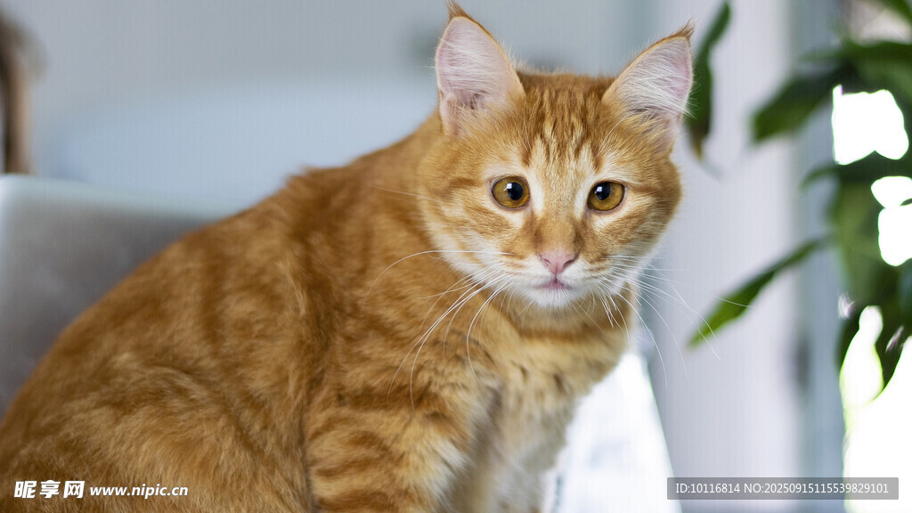 猫