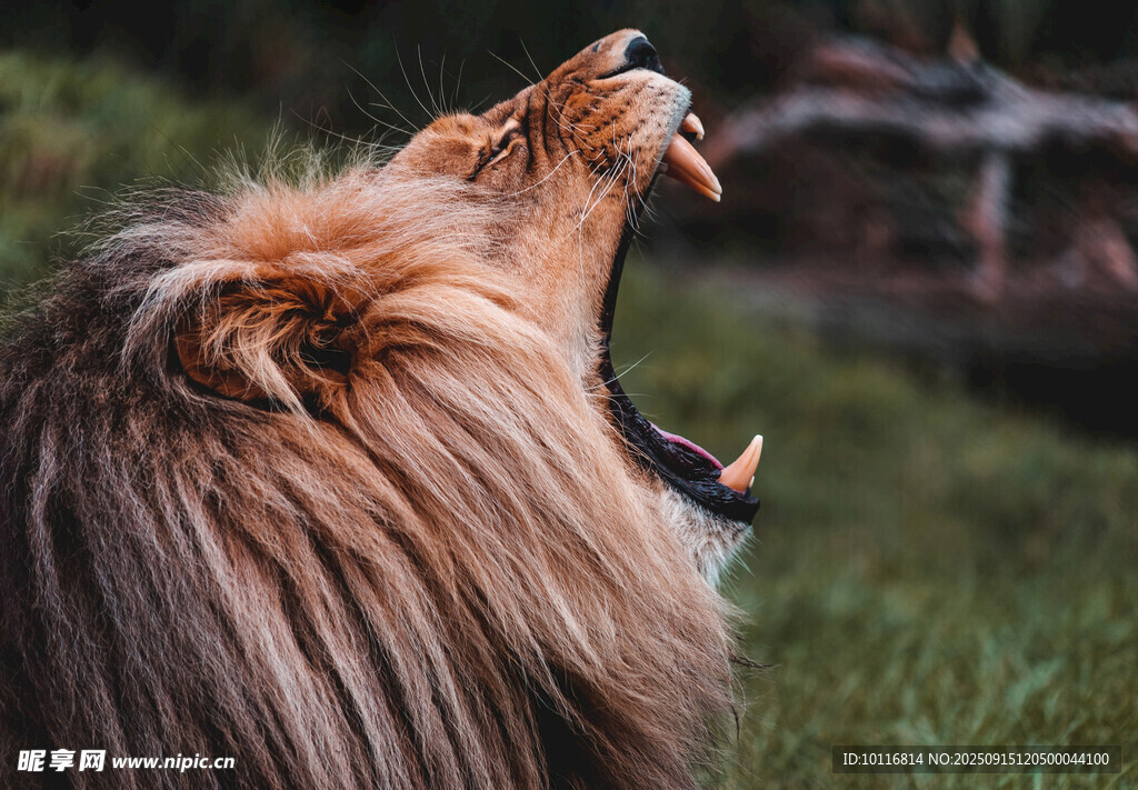 雄狮