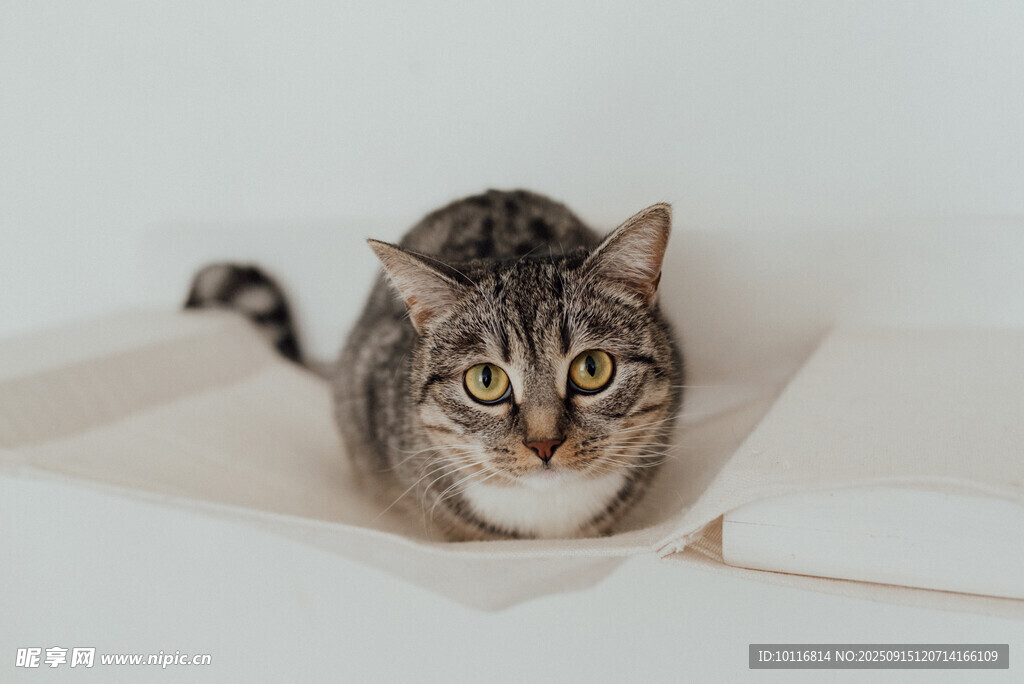 猫咪