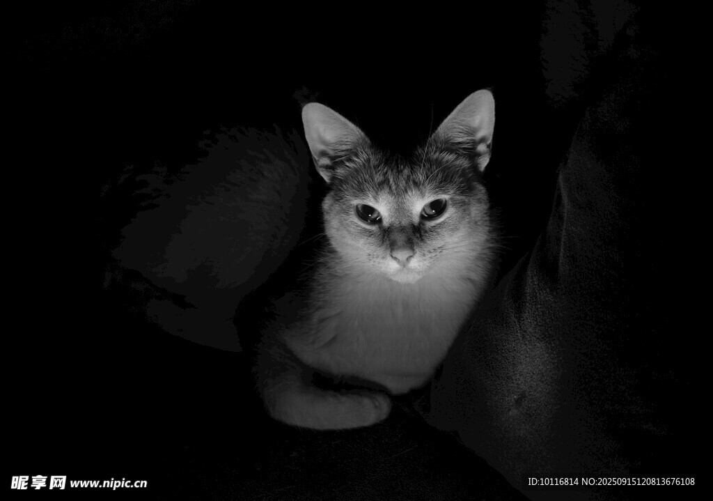 猫咪