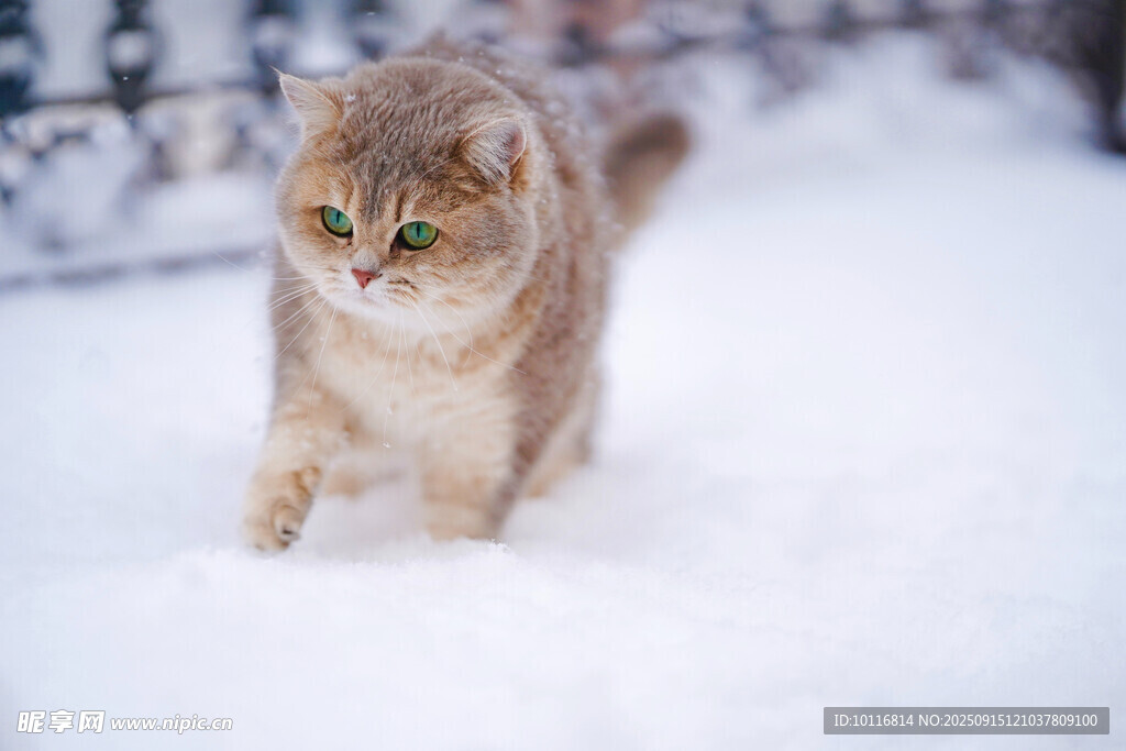 猫咪