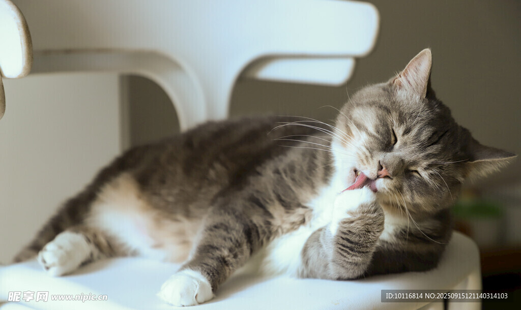 猫咪