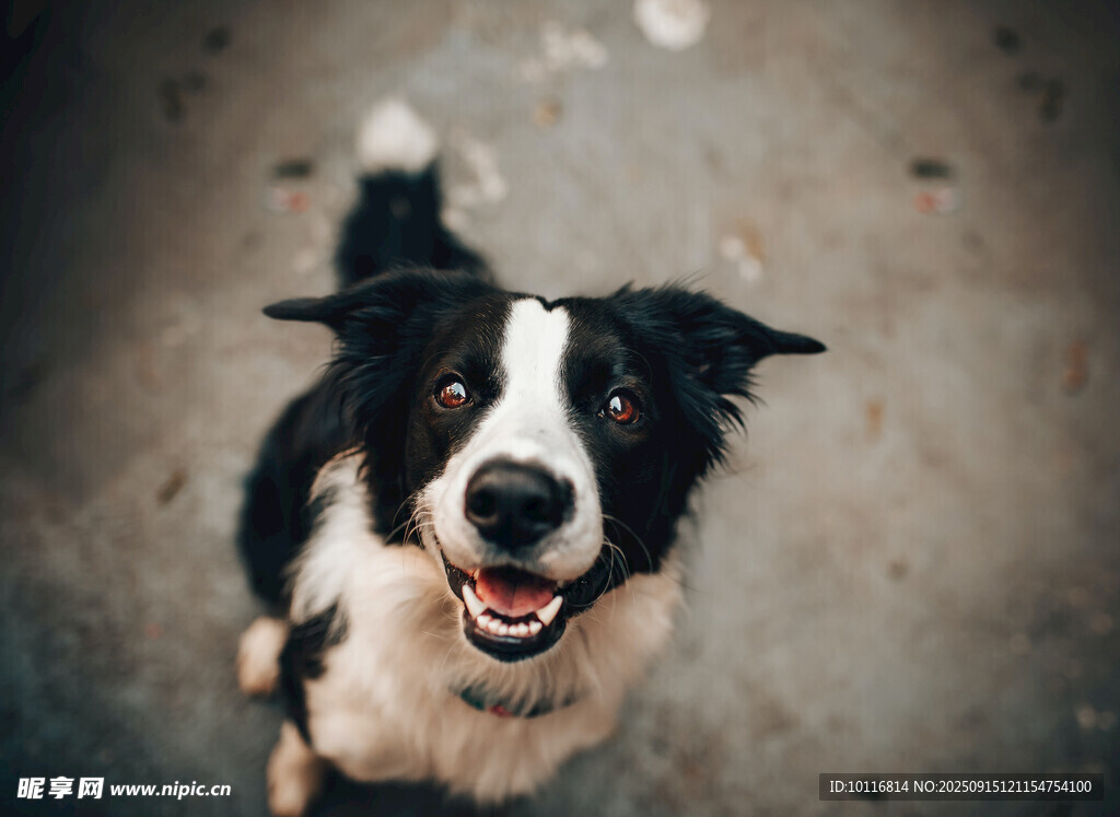 边牧犬