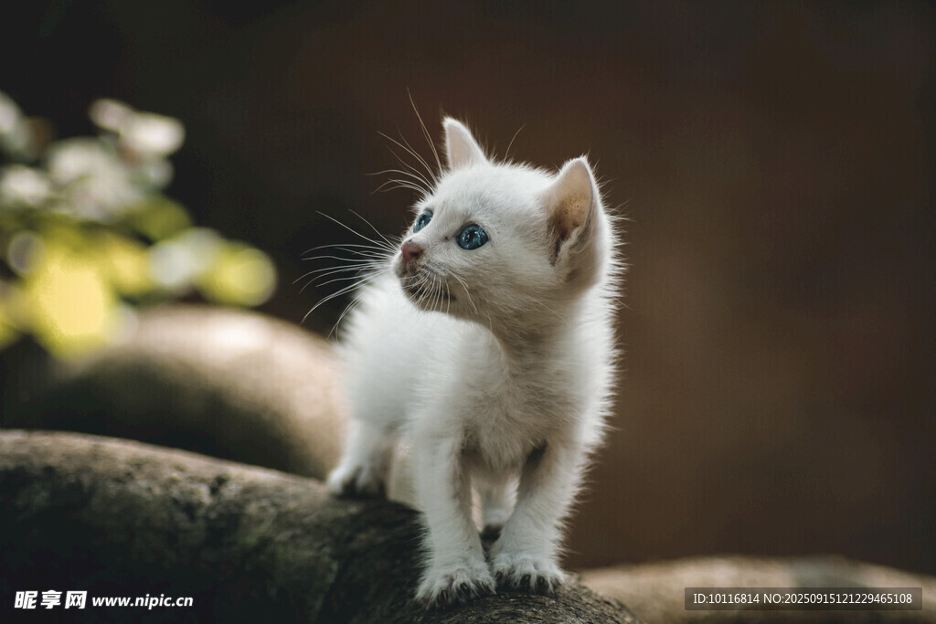 小猫