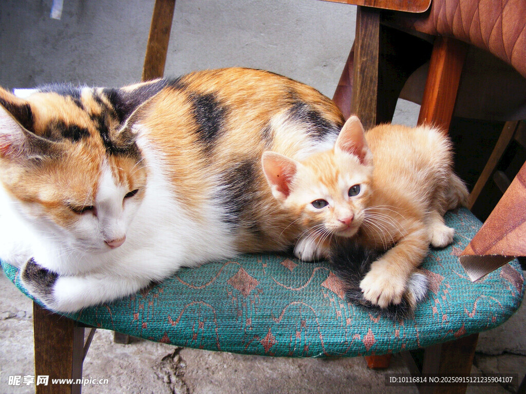 小猫