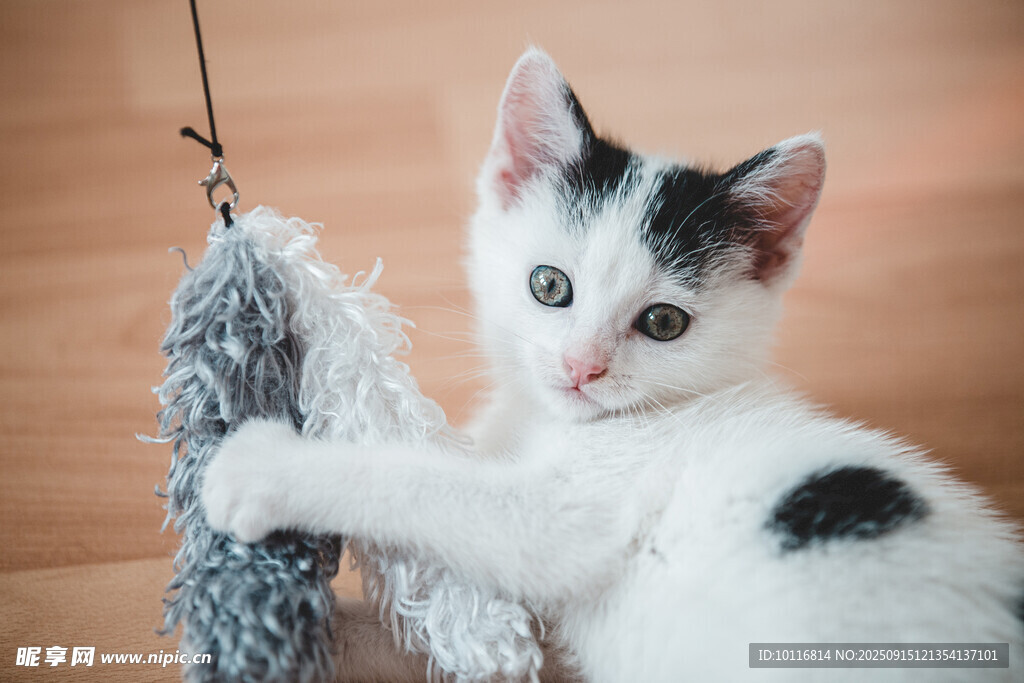 小猫