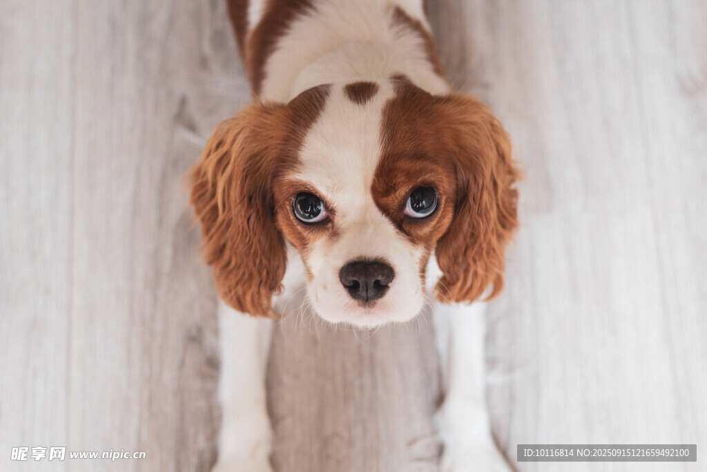 小猎犬