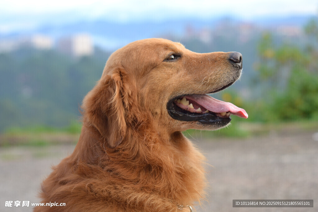 金毛犬