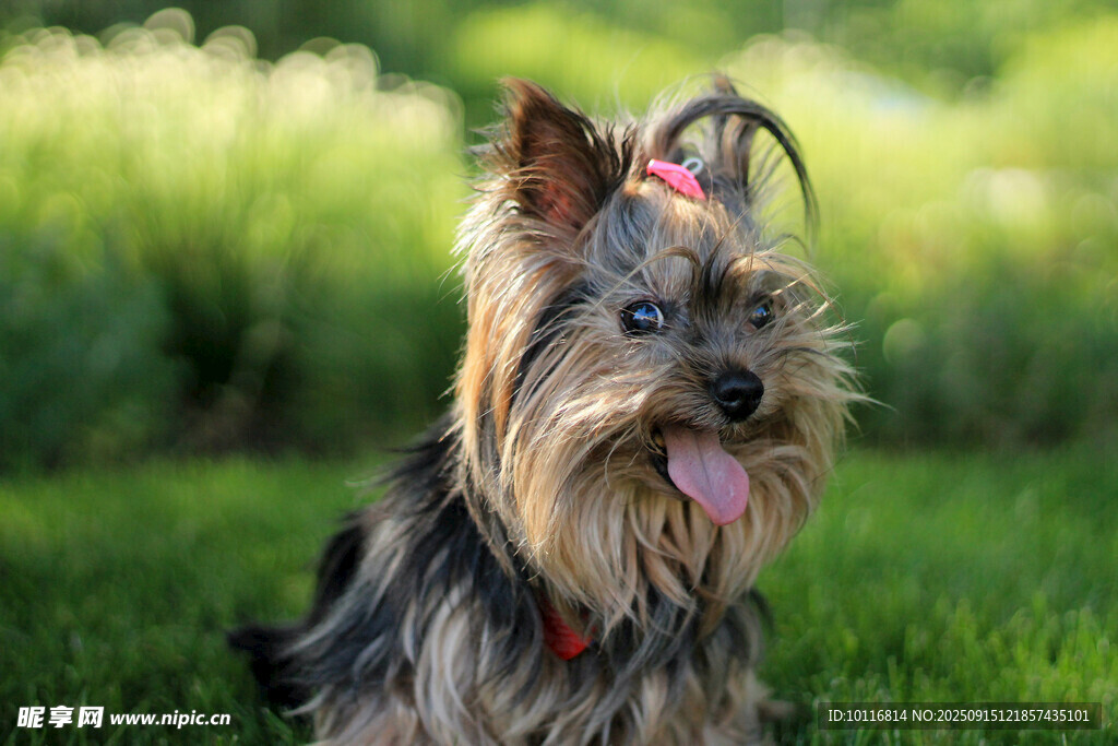 约克夏犬