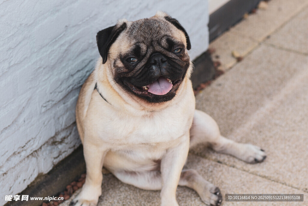 巴哥犬