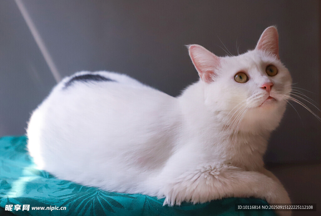 猫咪
