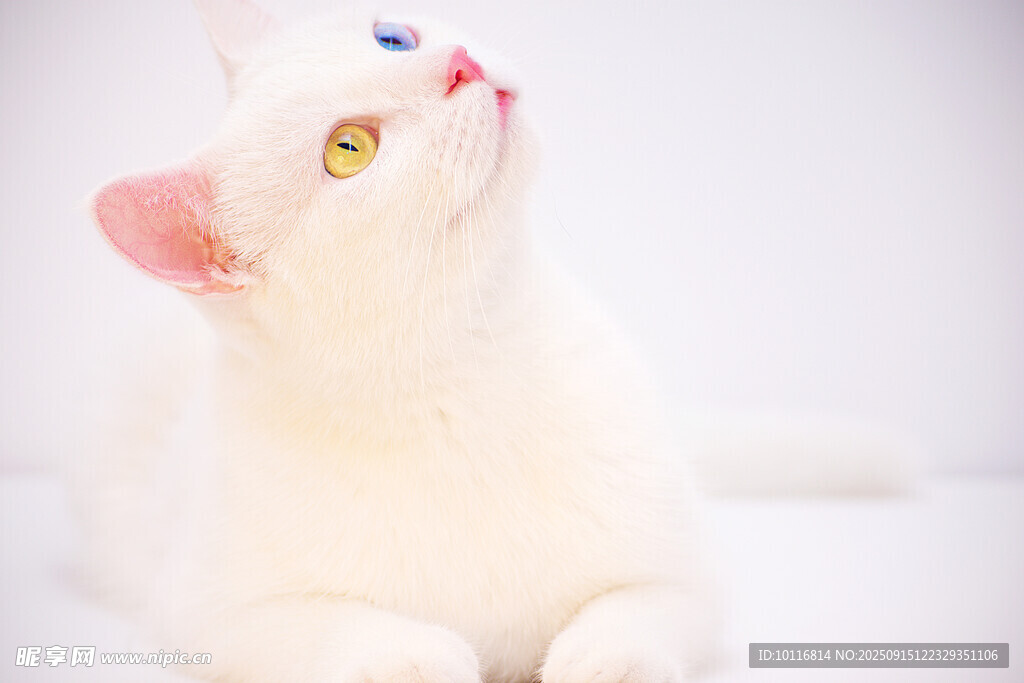 白色猫咪