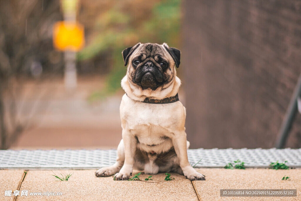 巴哥犬