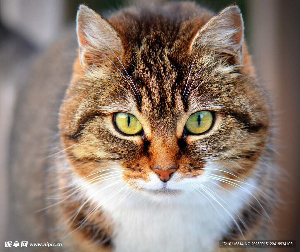 猫