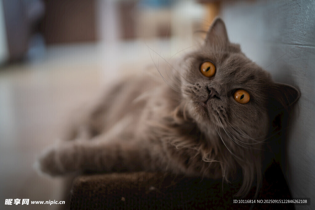 猫咪