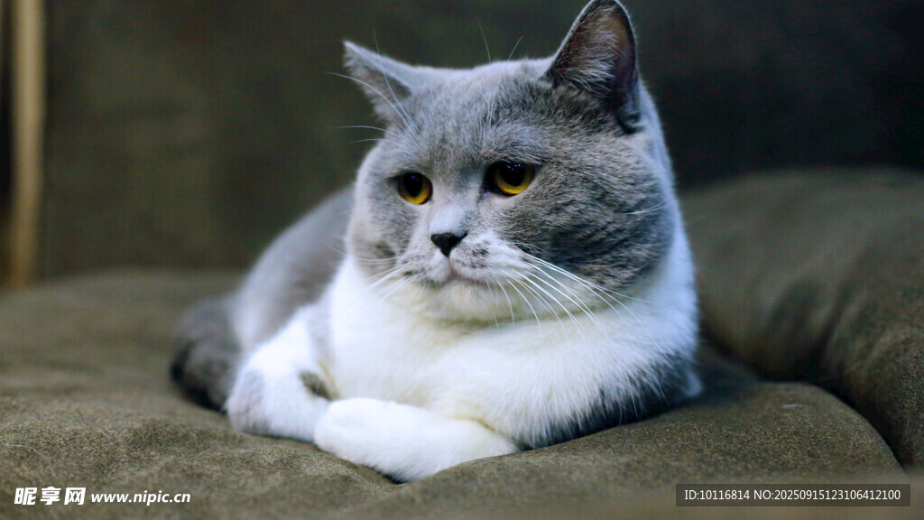 猫咪