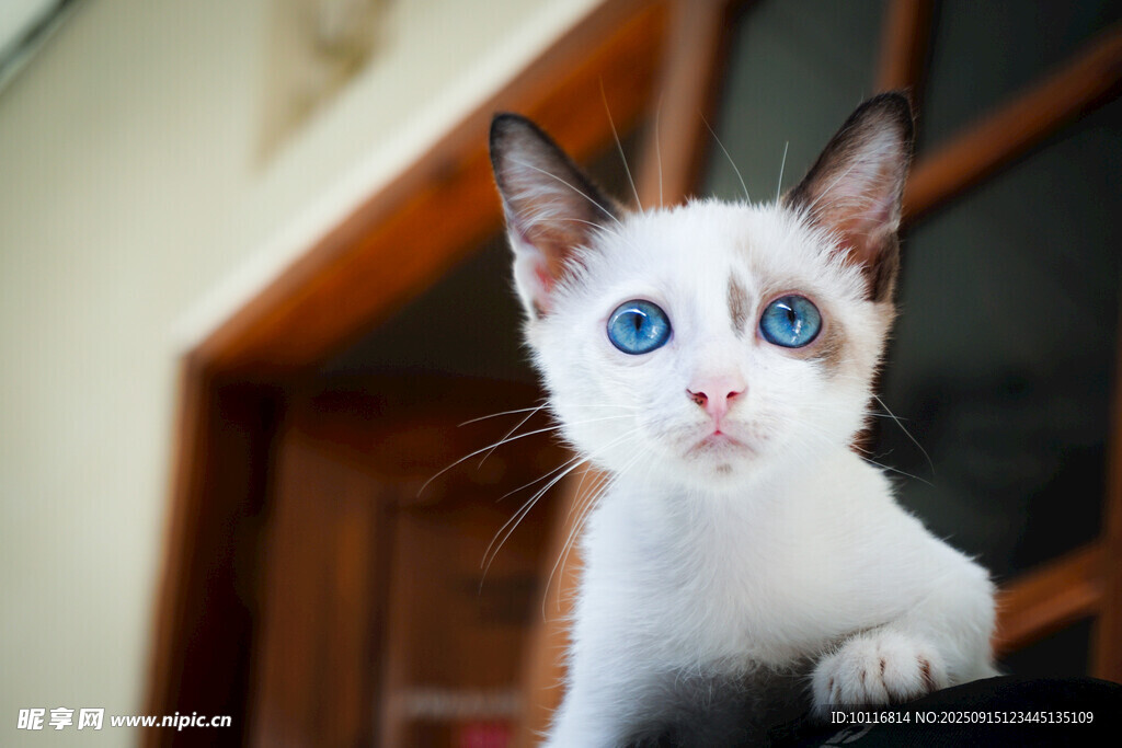 小猫