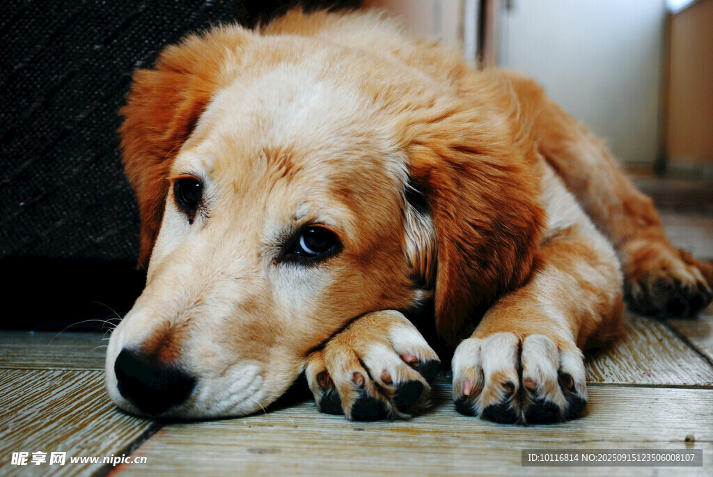 金毛犬