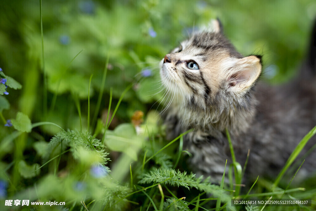 小猫