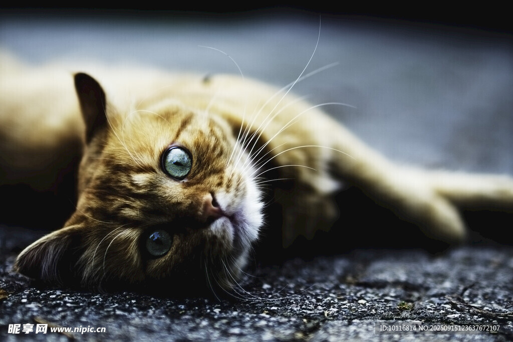 猫