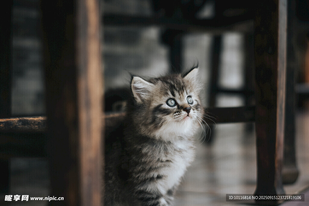 小猫