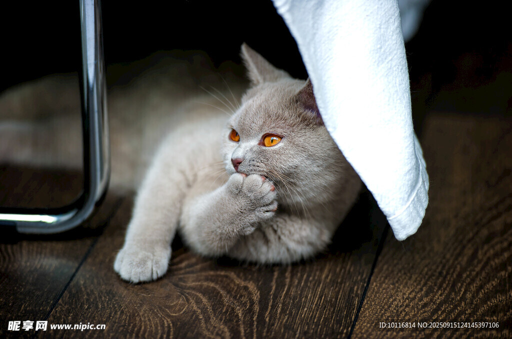 猫咪