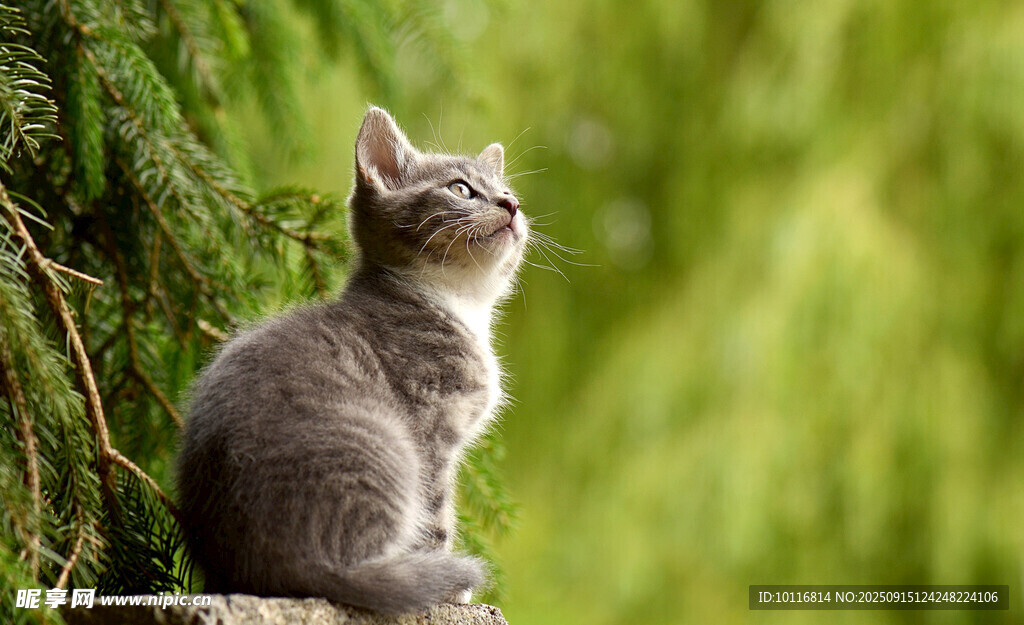小猫