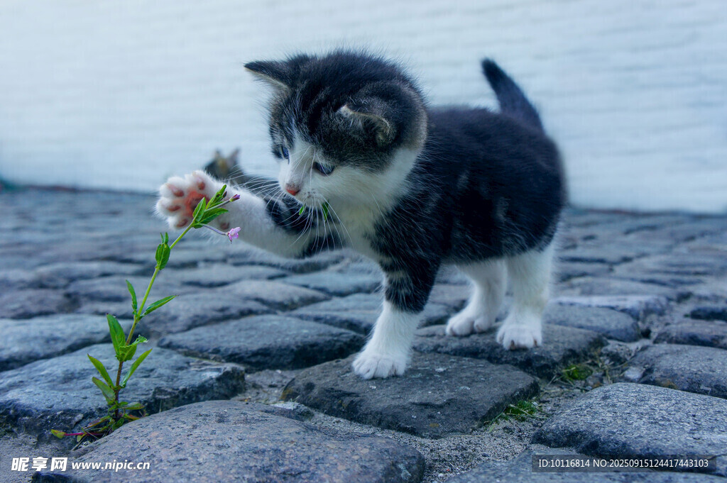 小猫