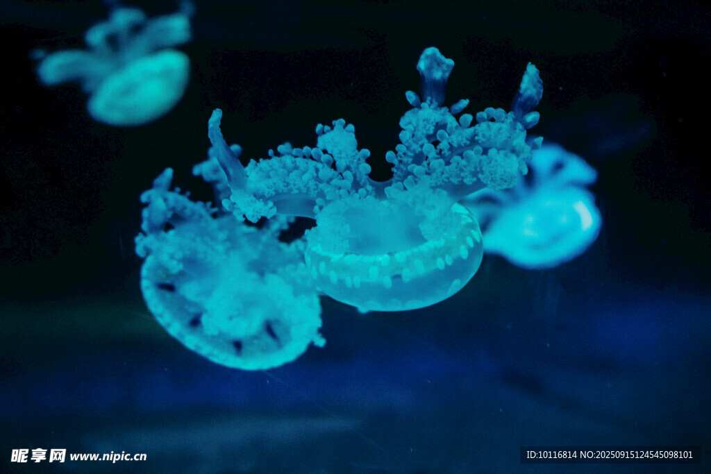 水母