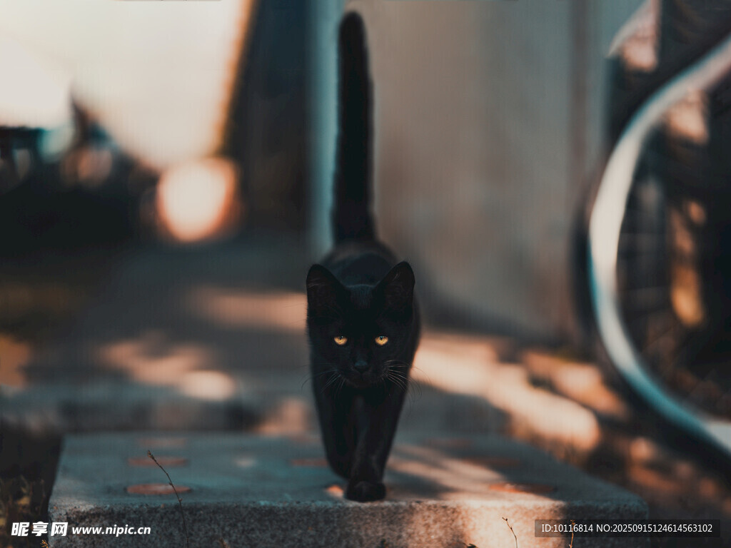 猫咪