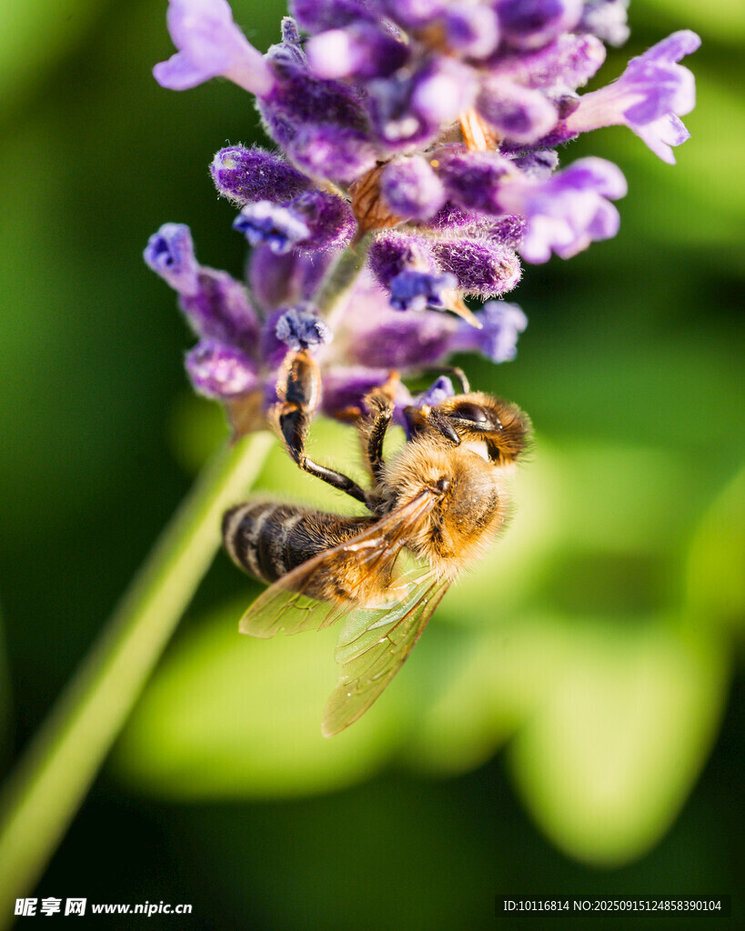 蜜蜂