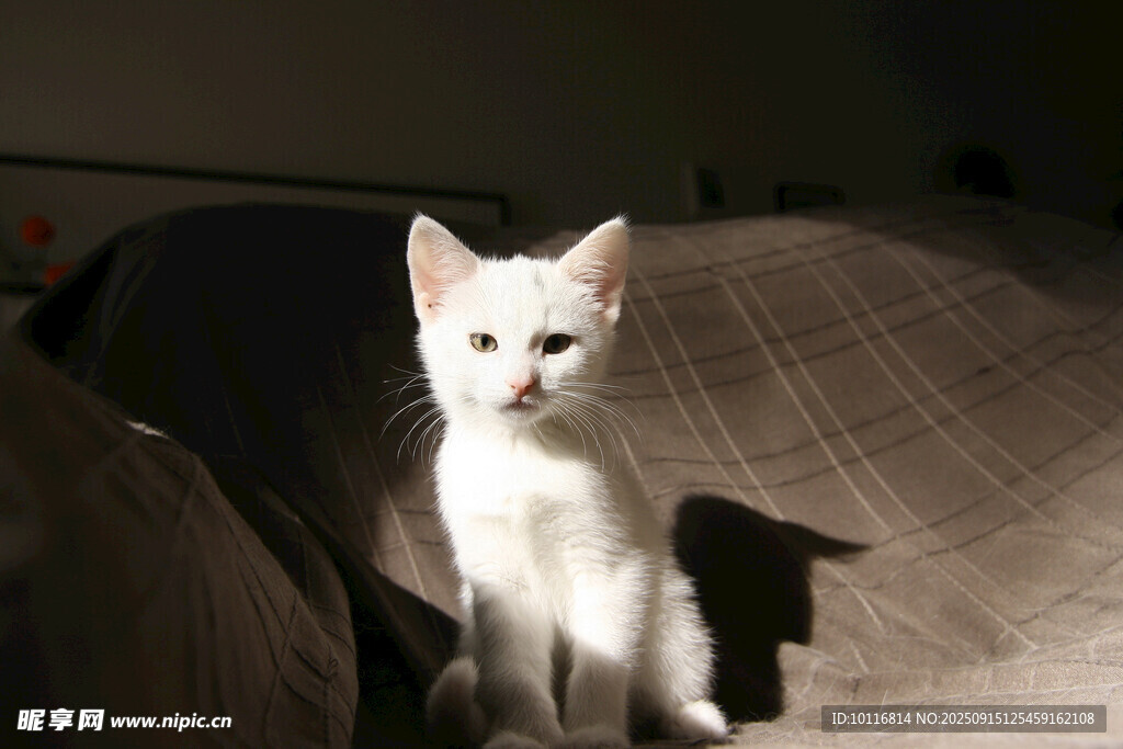 小猫
