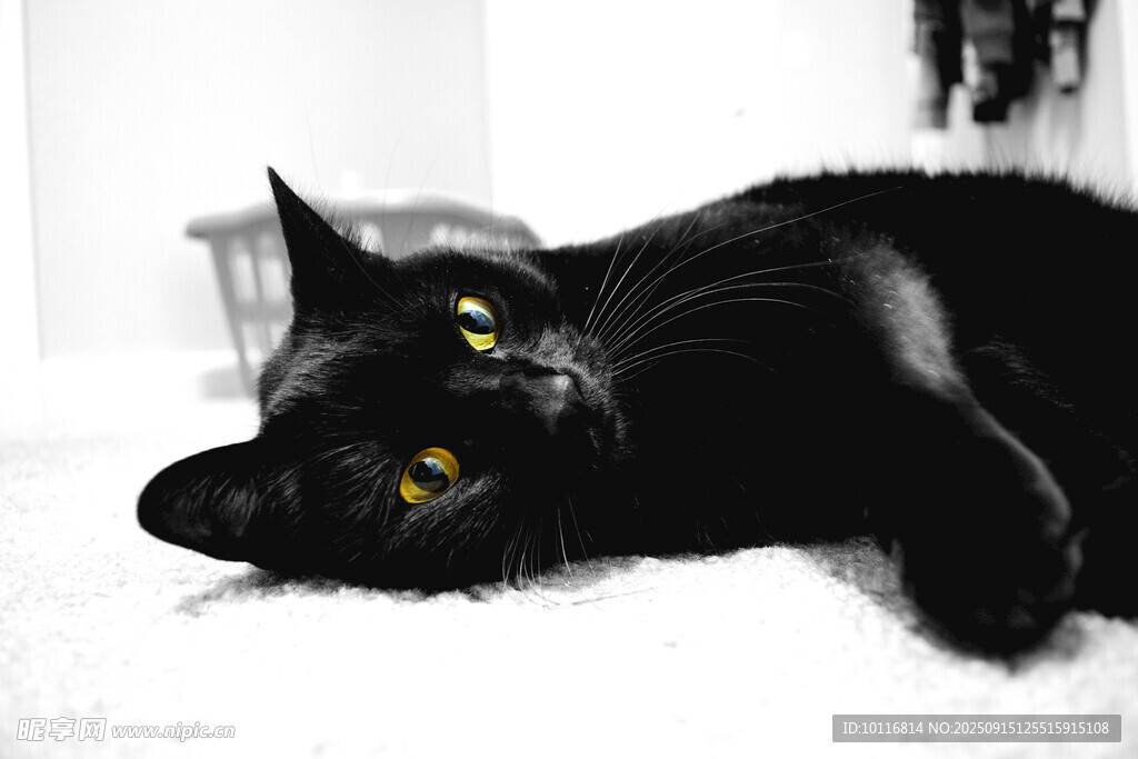 黑猫