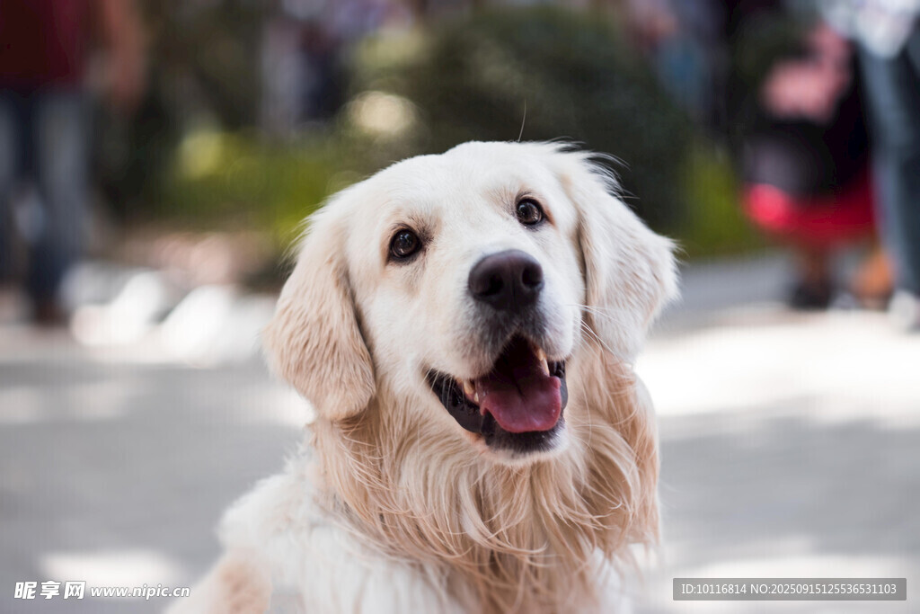 金毛犬