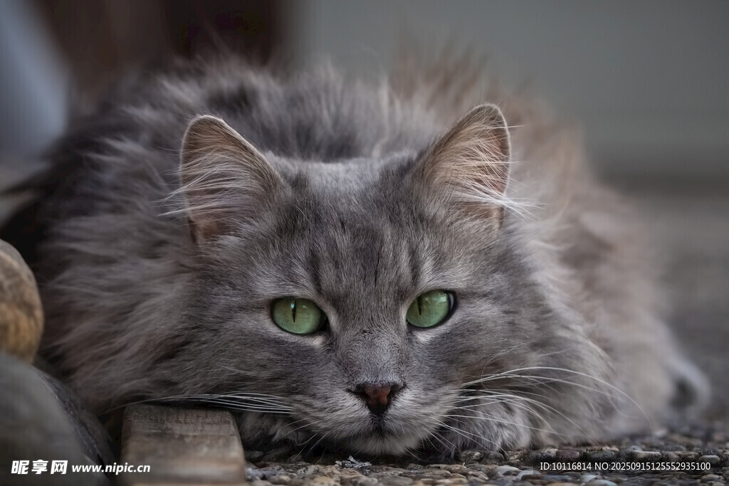 猫咪