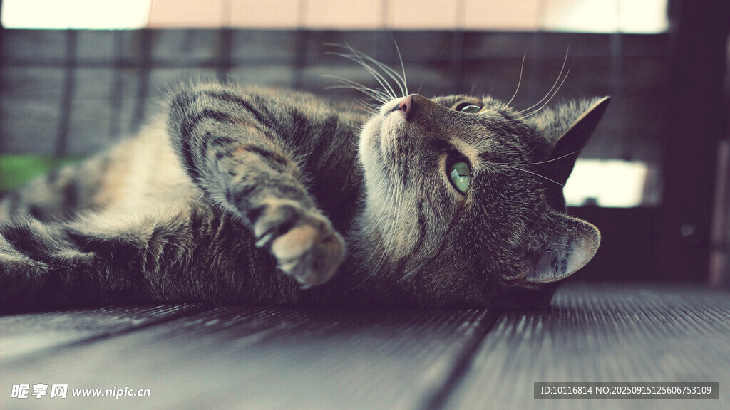 猫咪
