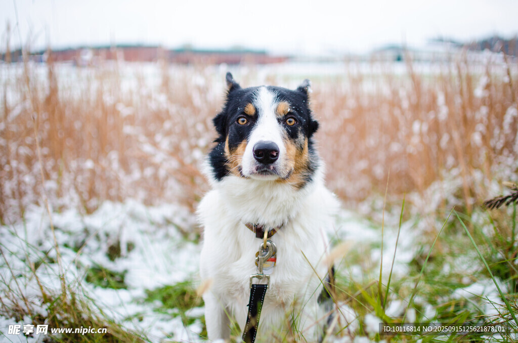 牧羊犬