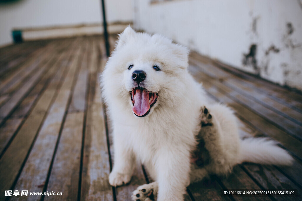 萨摩犬