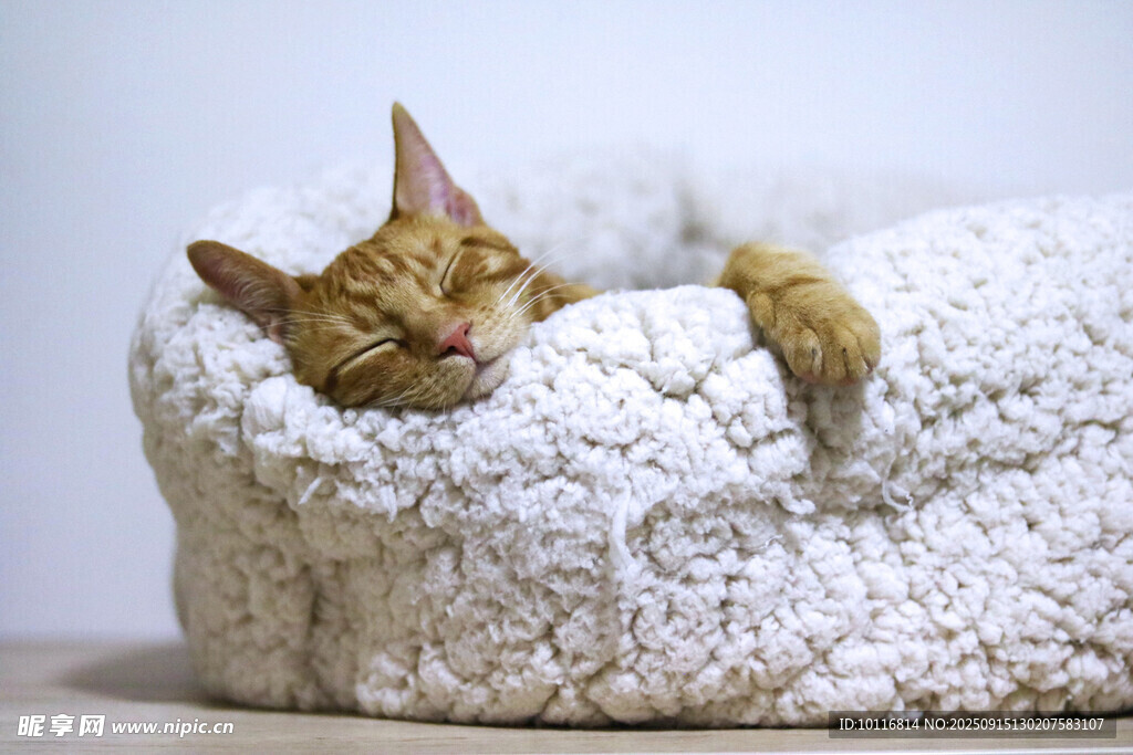 猫咪