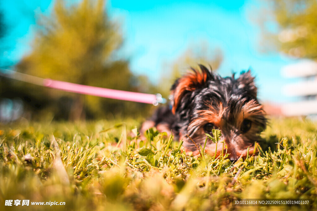 小狗