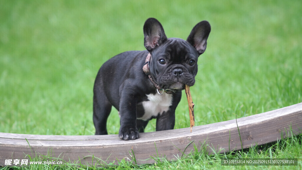 法斗犬