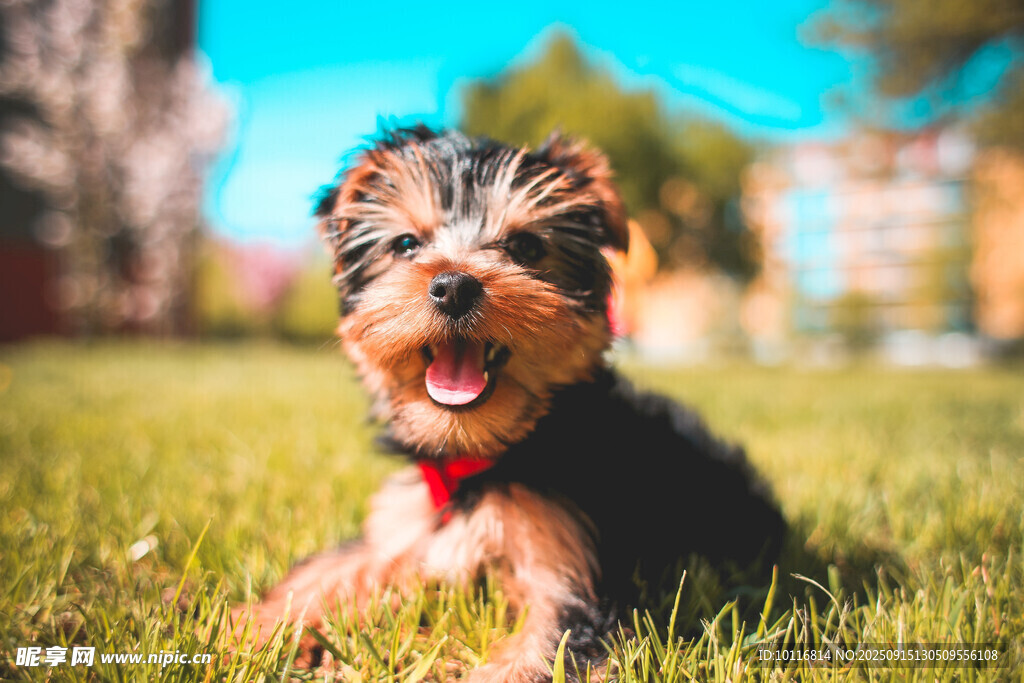 约克夏犬