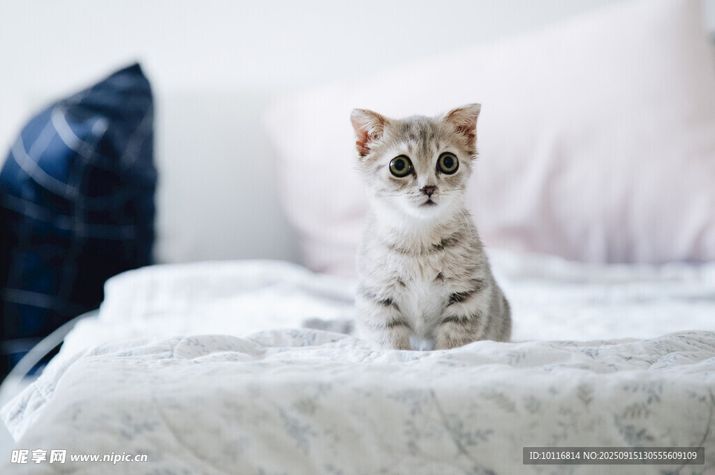 小猫