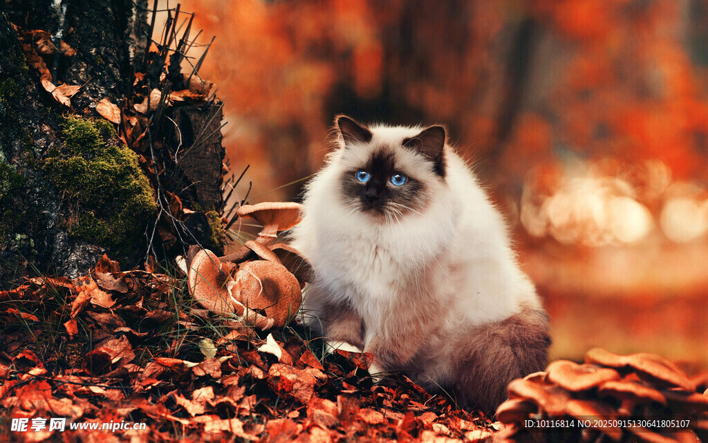 布偶猫