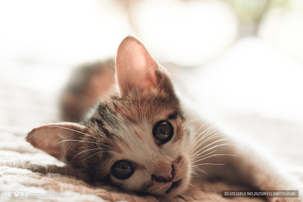 小猫